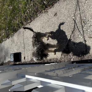 Image of Unknown, Found Dog