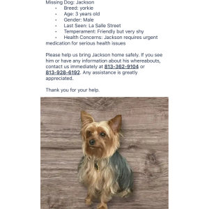 Image of Jackson, Lost Dog