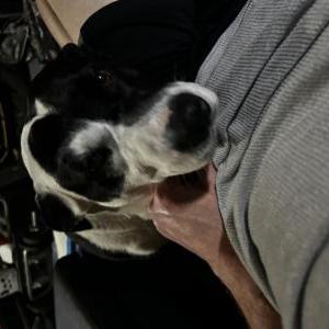 Image of Kody, Lost Dog