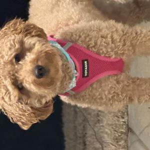 Image of Halo, Lost Dog