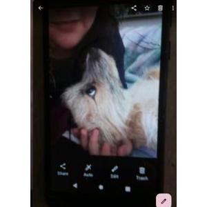 Image of Lilmamas, Lost Dog