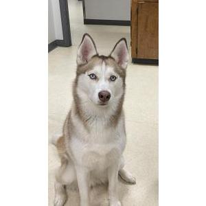 Image of Akilah, Lost Dog