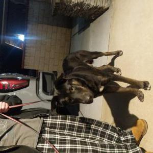 Image of Unknown, Found Dog