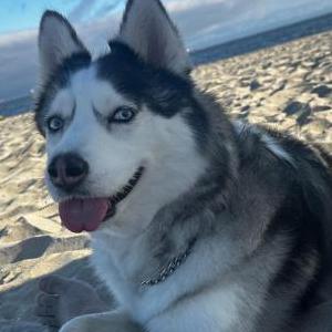 Image of Athena, Lost Dog