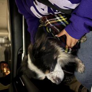 Image of Unknown, Found Dog