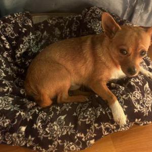 Lost Dog Iggy