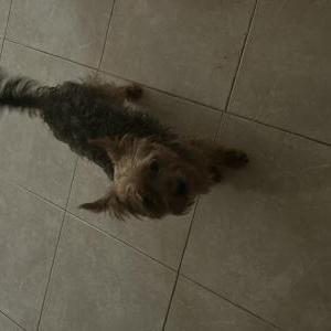 Lost Dog Duvalin