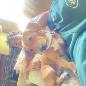 Image of Paco, Lost Dog