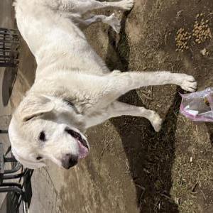 Image of Unknown, Found Dog