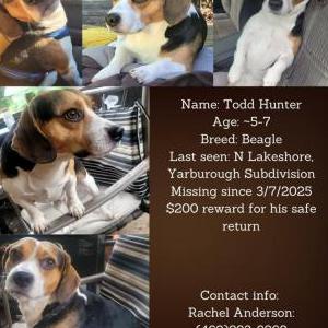 Image of Todd, Lost Dog