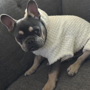Lost Dog Vino