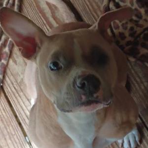 Lost Dog Sadie