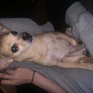 Image of Digby, Lost Dog