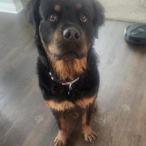 Lost Dog Bear