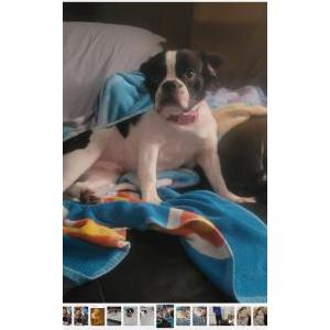 2nd Image of Platero (pla-te-do), Lost Dog