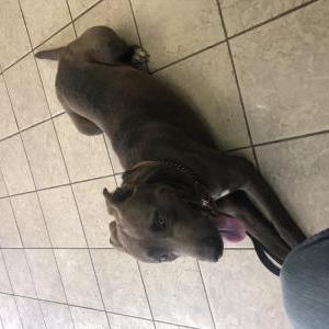 Image of Unknown, Found Dog