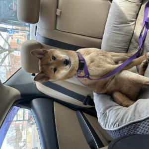 Image of Unknown, Found Dog