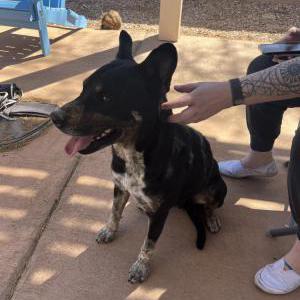 Image of unknown, Found Dog