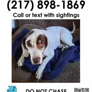 Lost Dog Paco