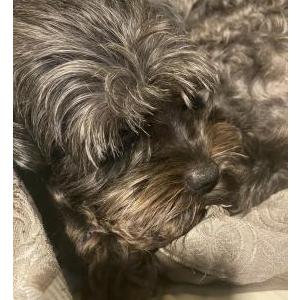 Image of Spunky, Lost Dog