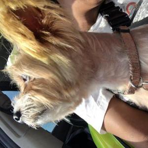 Image of London, Lost Dog