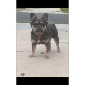 Lost Dog Ruby