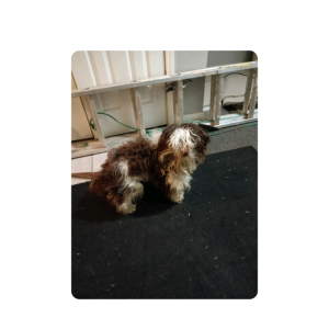 Image of Tucker, Lost Dog