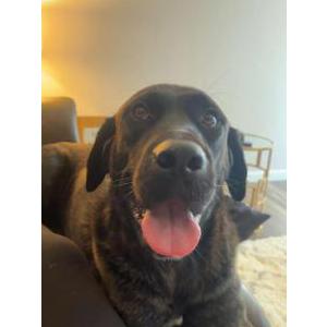 Lost Dog Zeus