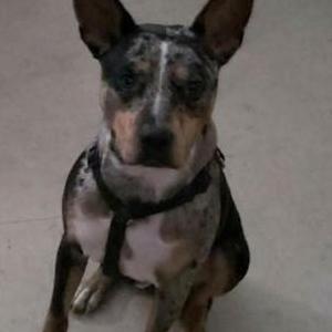 Image of Forrest/Bubba, Lost Dog