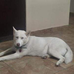 Image of YANKA, Lost Dog