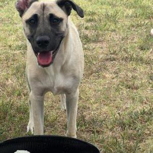 Image of Mitchell, Lost Dog