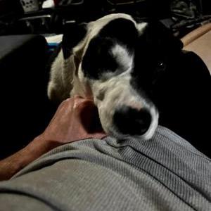 Image of Kody, Lost Dog