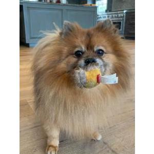 Image of Kai, Lost Dog
