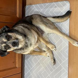 Image of Lu, Lost Dog
