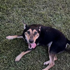 Image of Chucky, Lost Dog