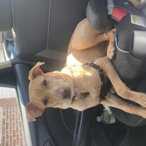 Image of Tippy, Lost Dog