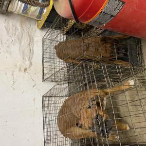 Lost Dog Buddy and Zeus