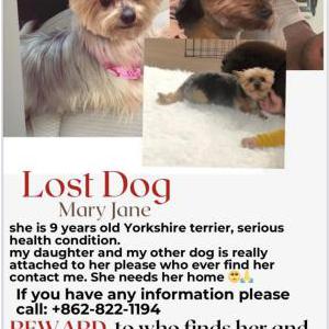 Image of Mary Jane, Lost Dog