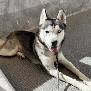 Image of Luka, Lost Dog