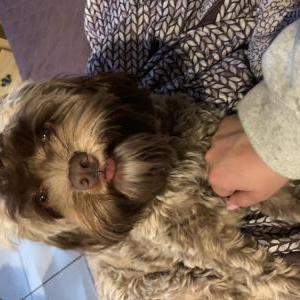 Image of Bulma, Lost Dog