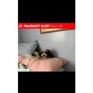 Image of Max, Lost Dog
