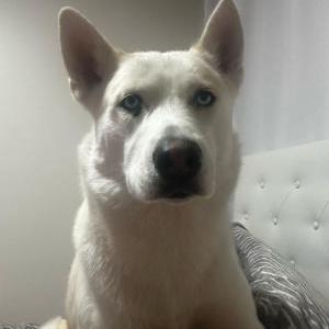 Image of Rufino, Lost Dog