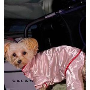 Lost Dog Spice