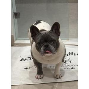 Image of Texas, Lost Dog