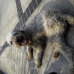 Image of Unknown, Found Dog