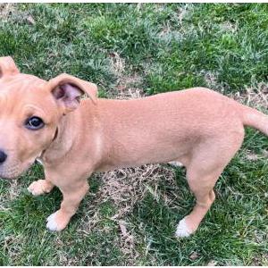 Image of Unknown, Found Dog