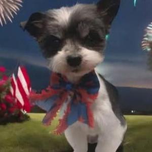 Image of Rocco, Lost Dog