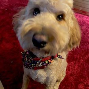 Lost Dog Milo