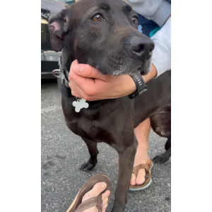 Image of Suki, Lost Dog