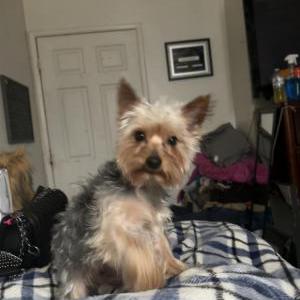 Image of Mula, Lost Dog